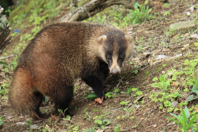 アナグマ対策